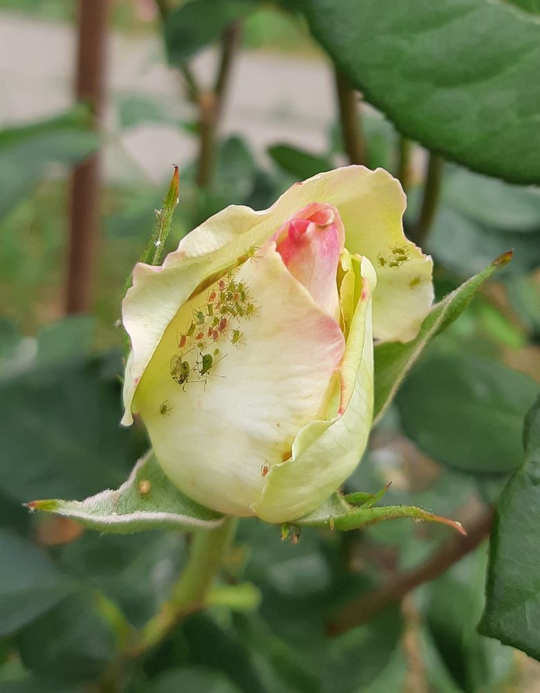 Фотография автора Ирина Лукьянчик