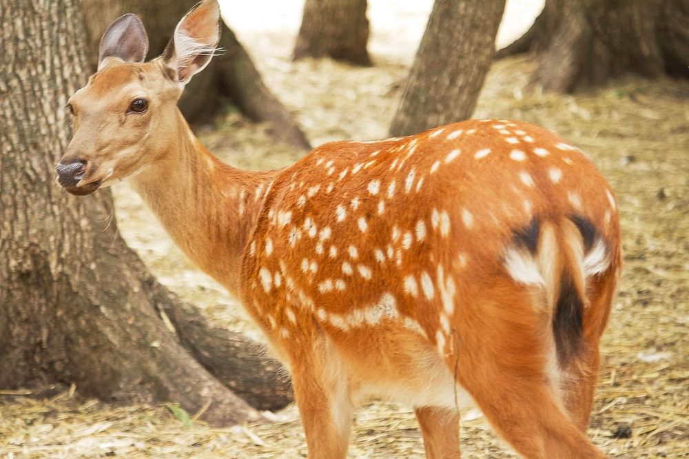 Photograph by Оксана Диткина