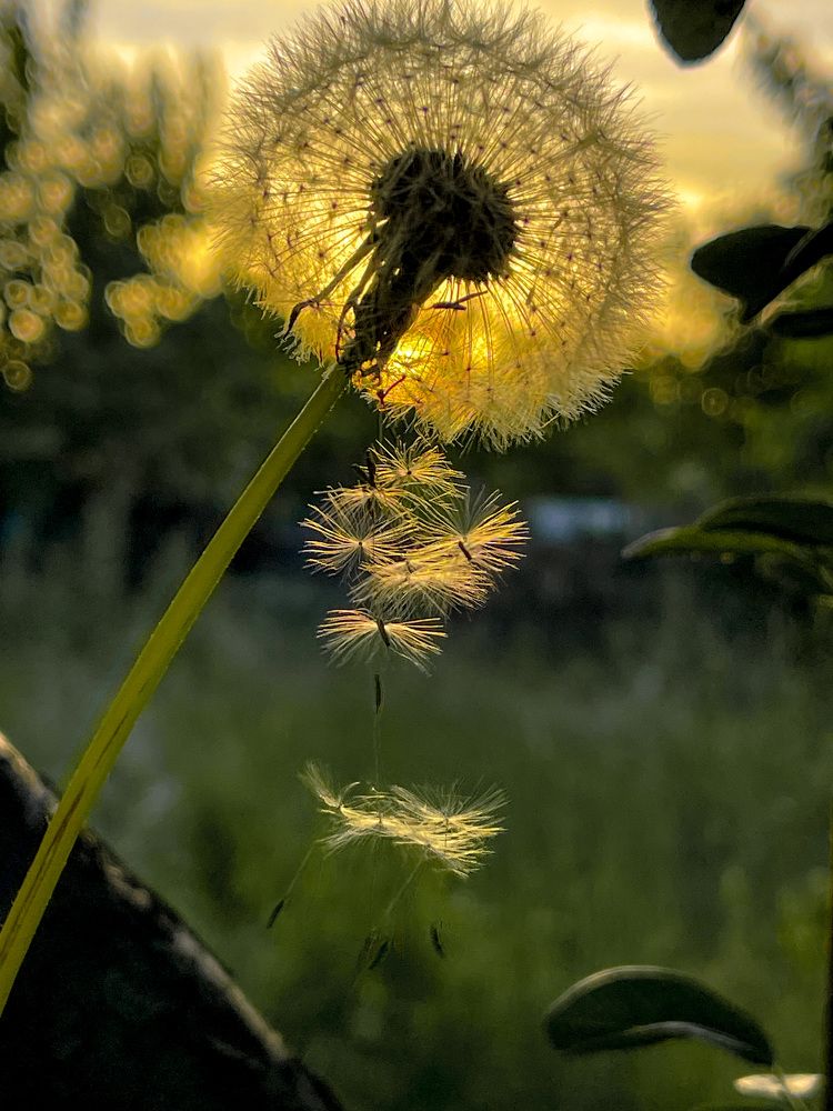 Photograph by Олена Уманцева