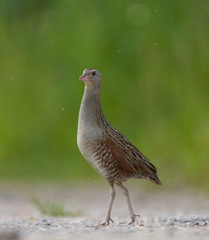 Photograph by Victor Krachkovsky