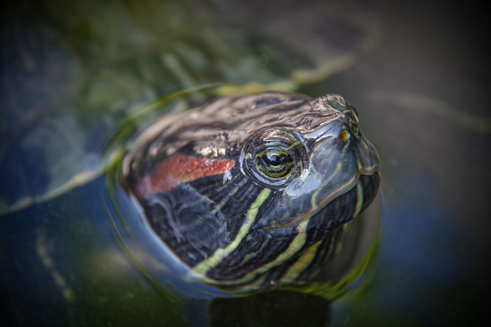 Photograph by Елена Щитова