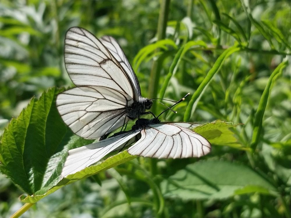 Photograph by Юлия Фирман