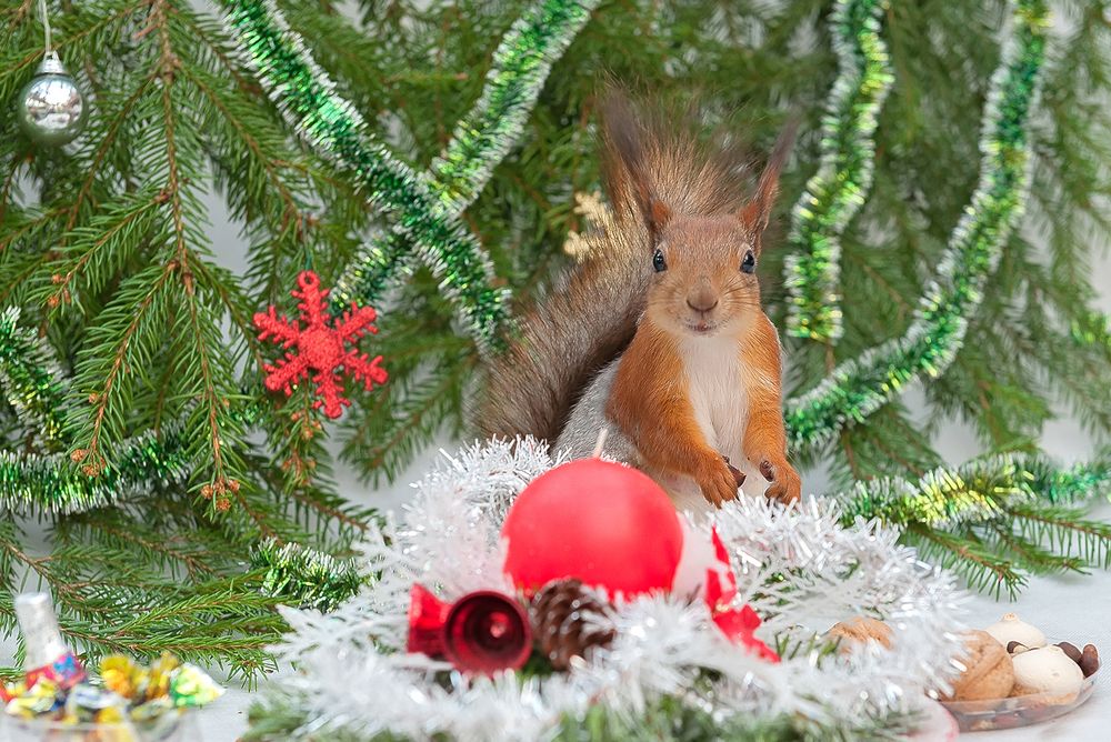 Photograph by Ольга Дядченко