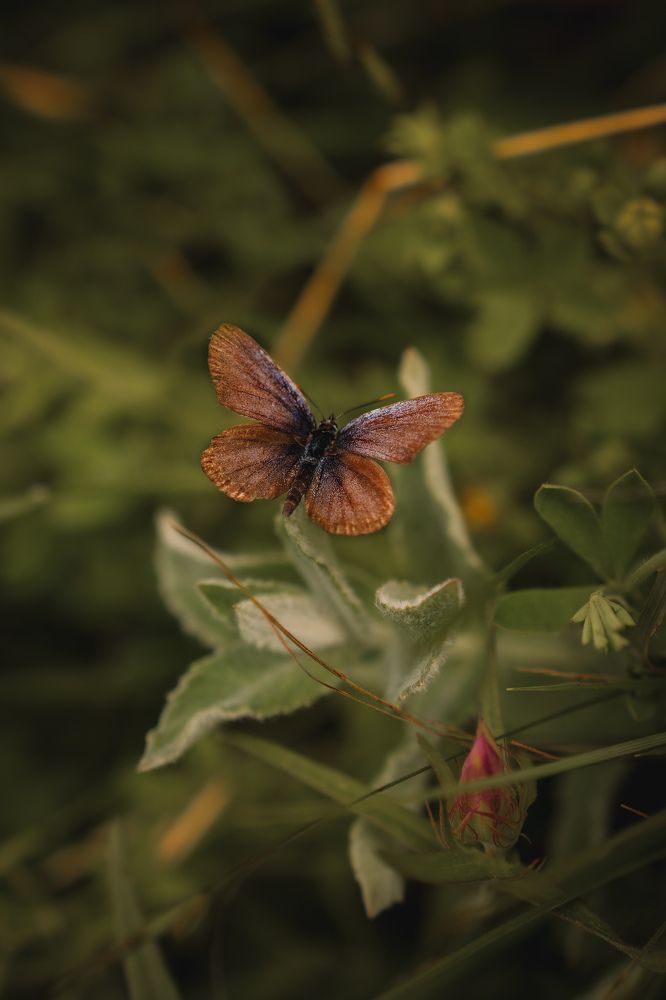 Фотография автора Татьяна Тур