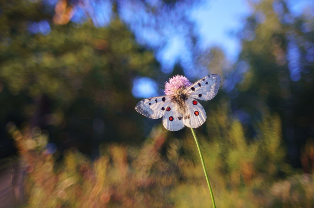 Photograph by Дмитрий Цыпляев