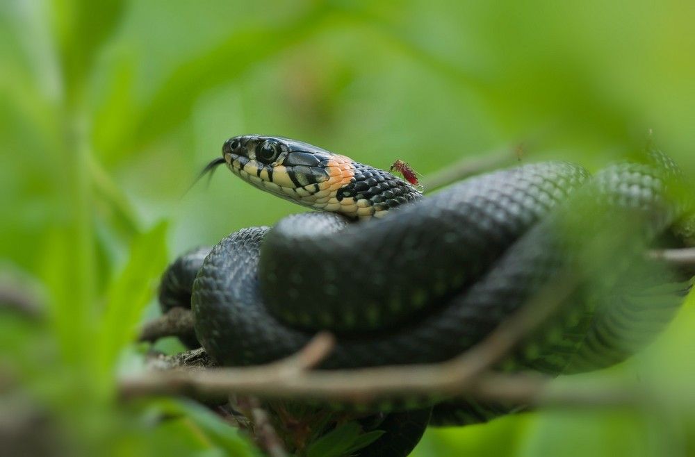 Комариный укус