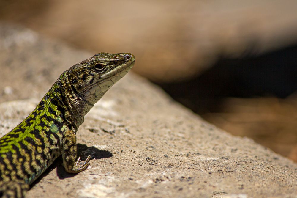 Фотография автора Minja Jovetic