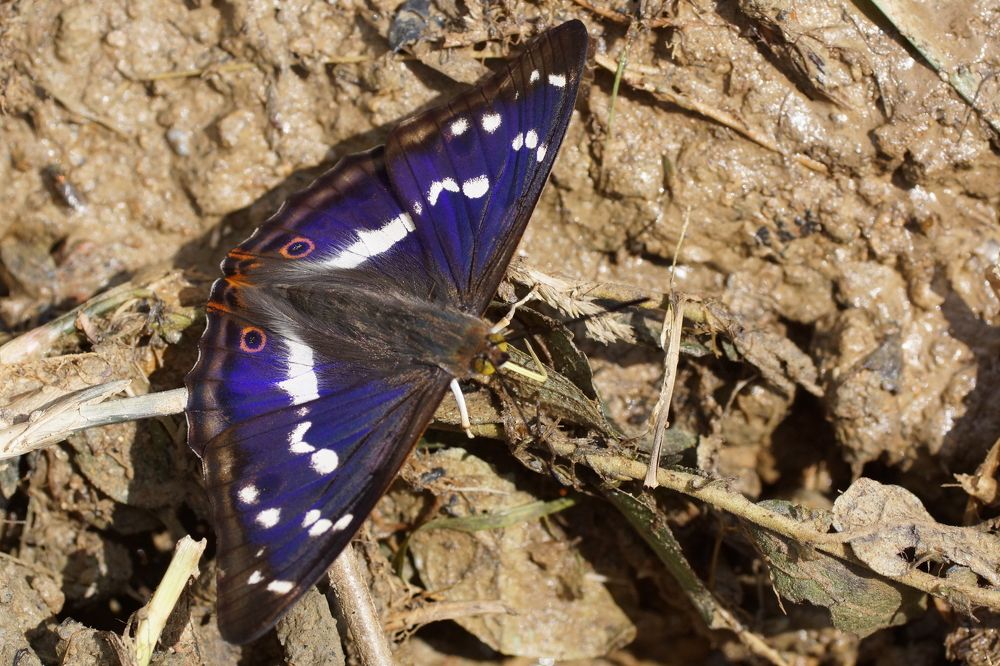 Ленточник тополёвый (лат. Limenitis populi). Мальчик