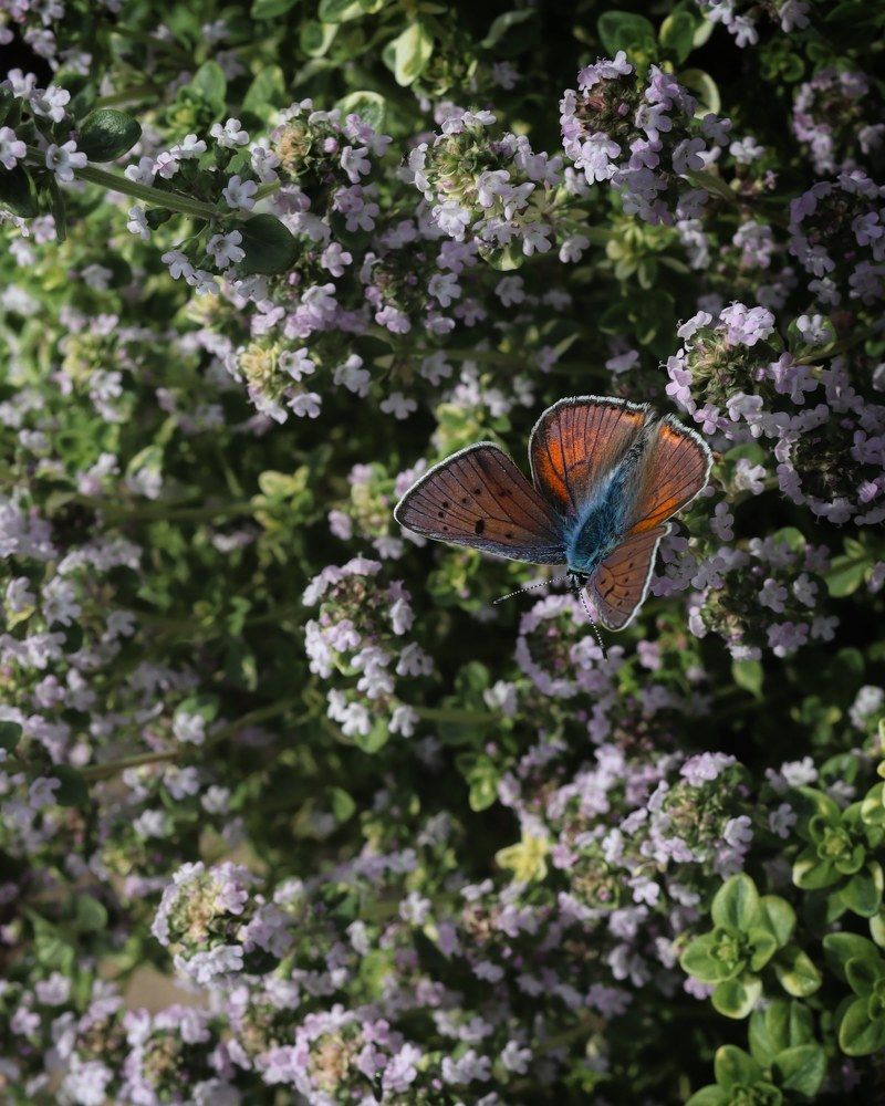 Photograph by Ирина Воробьева
