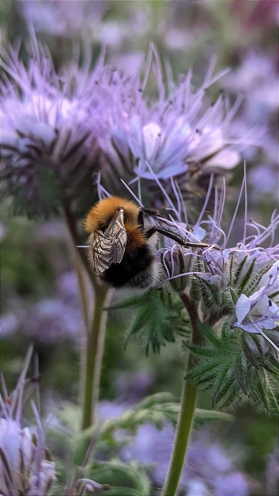 Фотография автора Васильева Ирина