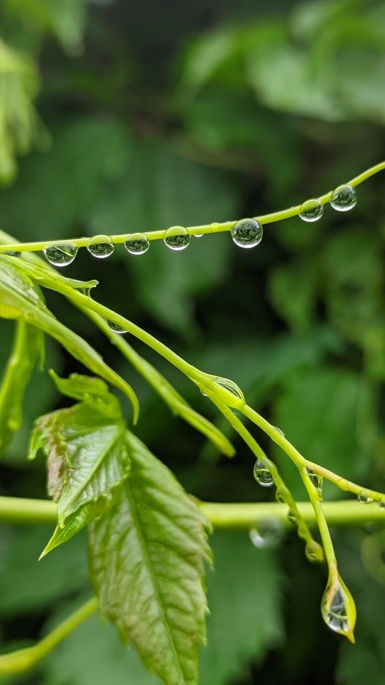 Фотография автора Васильева Ирина