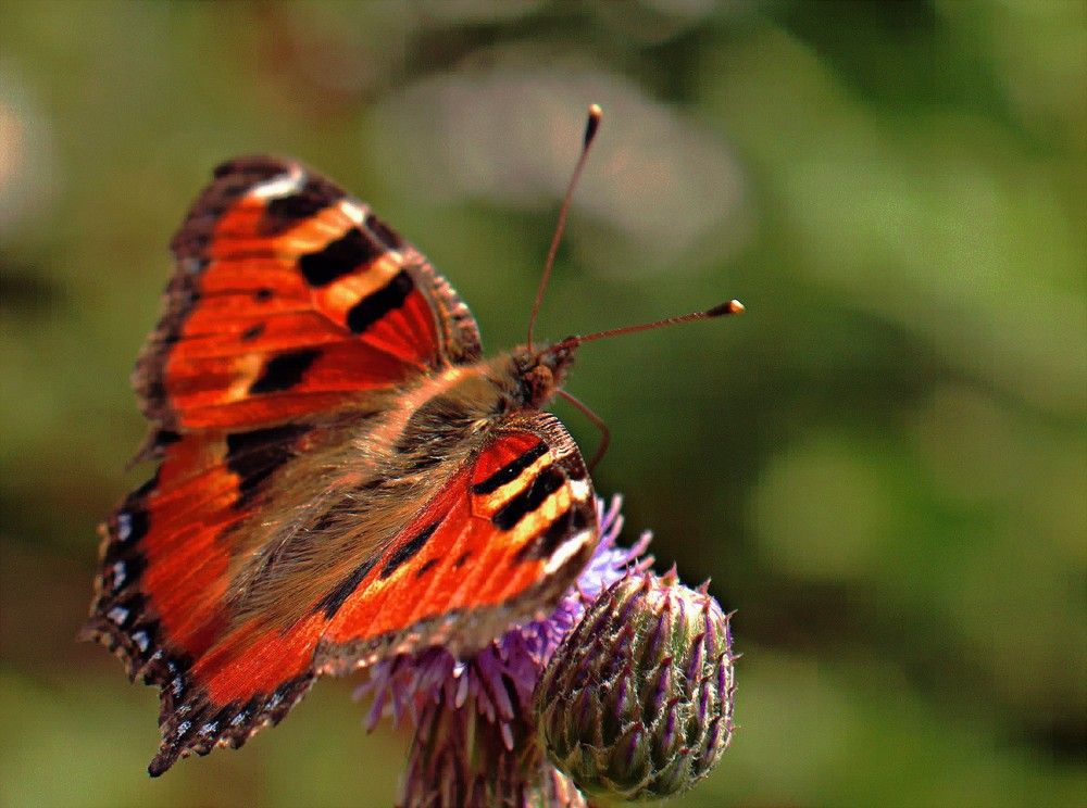 Photograph by Олег Хамуев