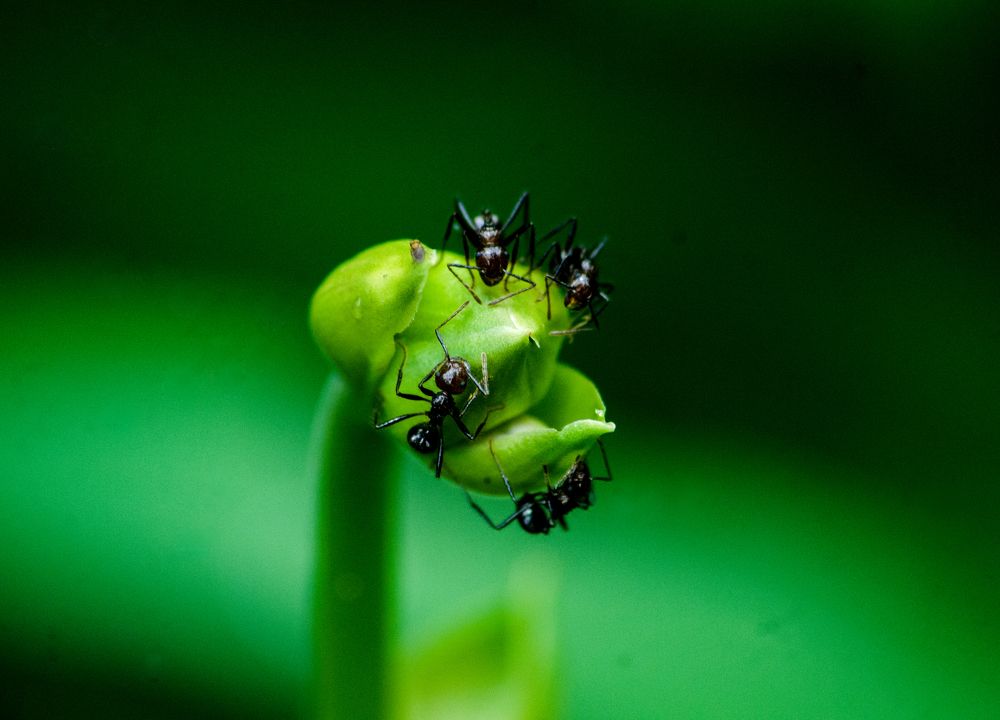Photograph by ANANTHU RAJEEV