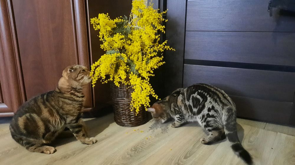 Фотография автора Елена Хализова