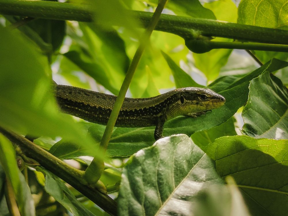 Фотография автора Aleksandr Kadyshev