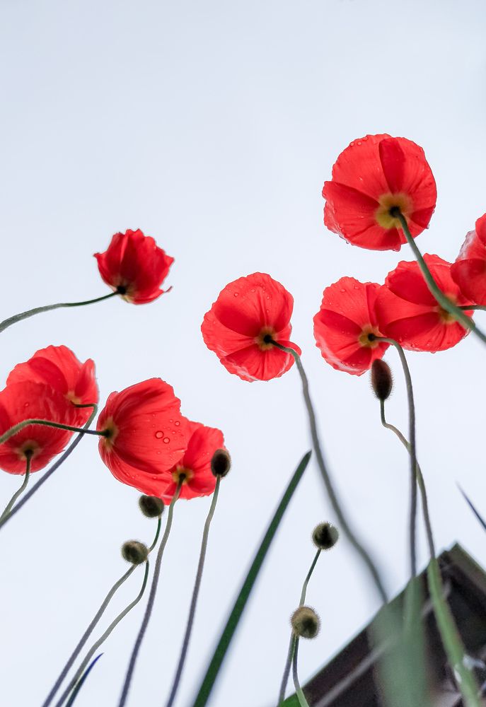 Photograph by Анастасия Сахаревич