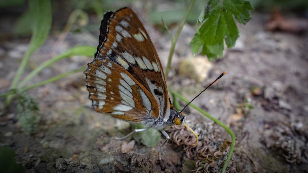 Photograph by Игорь Иванов