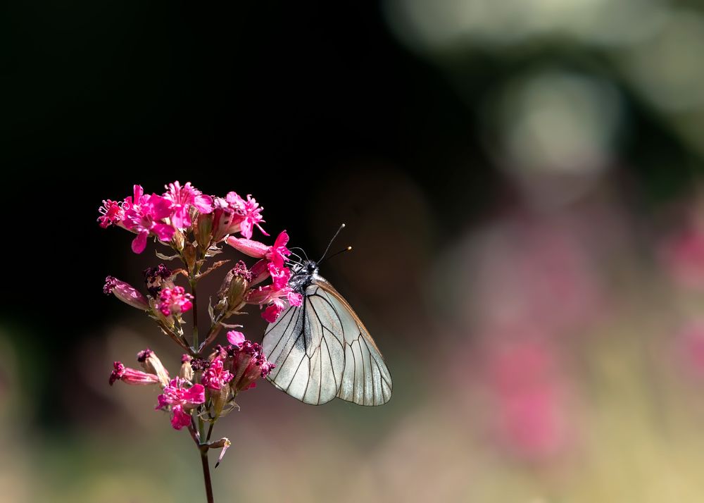 Photograph by Олег Пученков