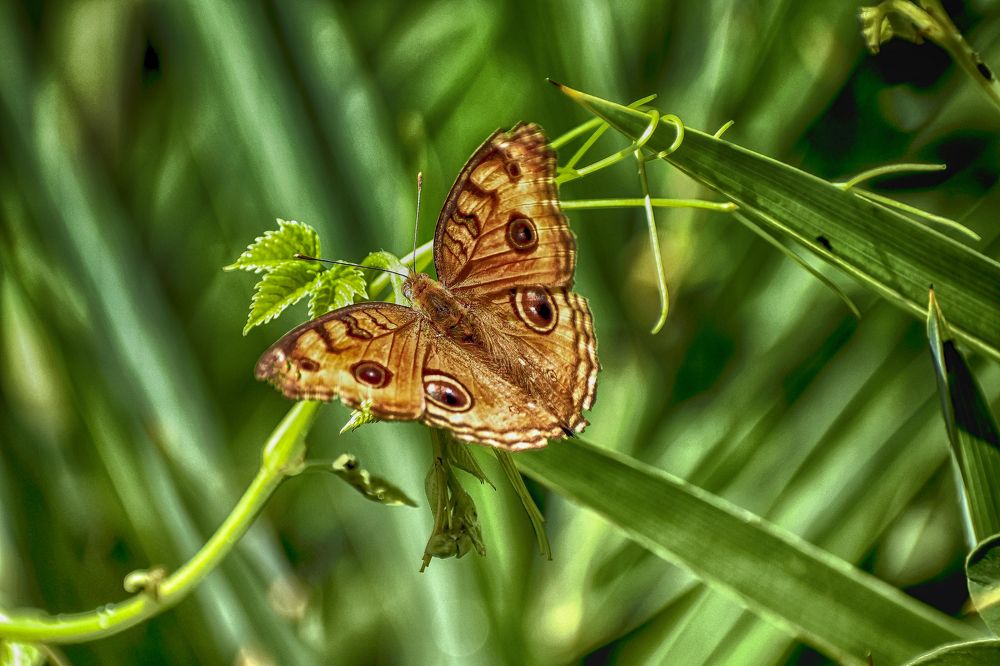 Photograph by Prasanta Roy
