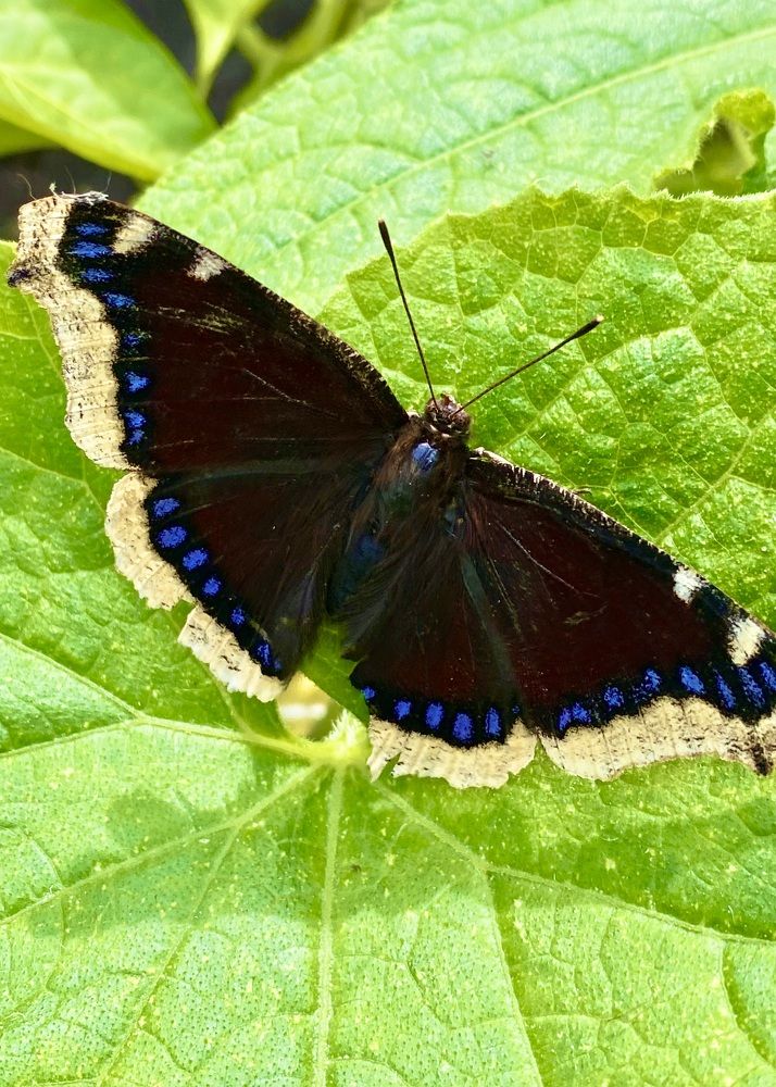 Фотография автора ГУЗАЛИЯ ГАНИЕВА