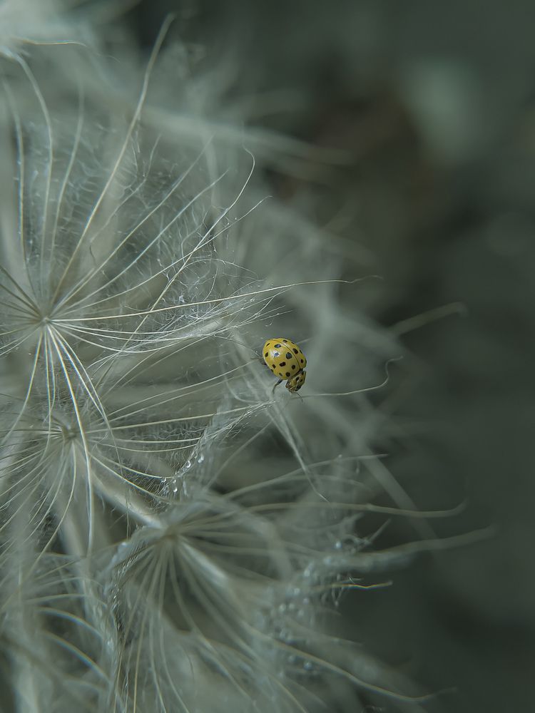 Заблуждение