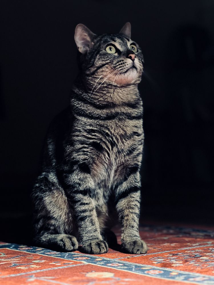 Photograph by Mostafa Vadiatizadeh