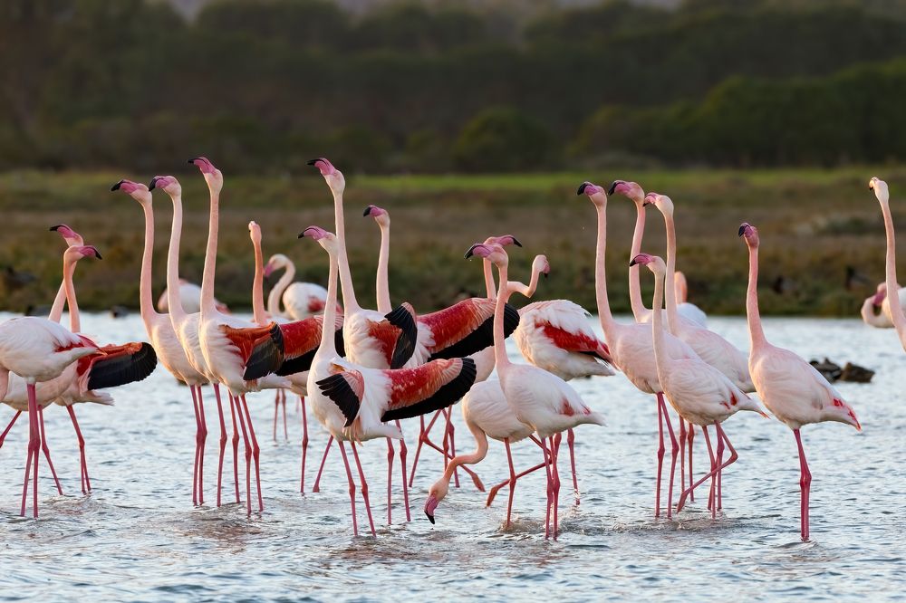 Phoenicopterus roseus