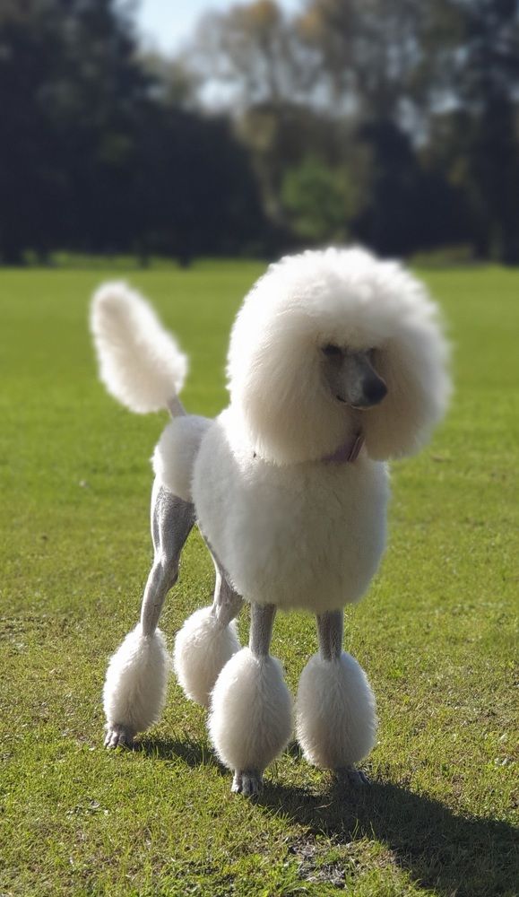 Фотография автора Angun Angusha