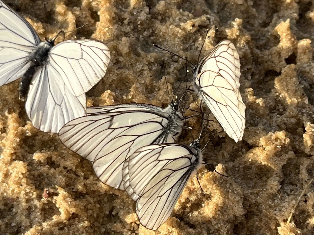 Photograph by Анастасия Дончук