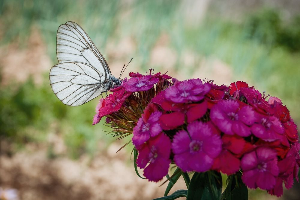 Photograph by Мелешкова Наталья