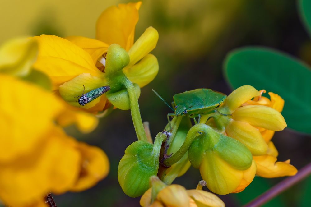 Um banquete de cores!