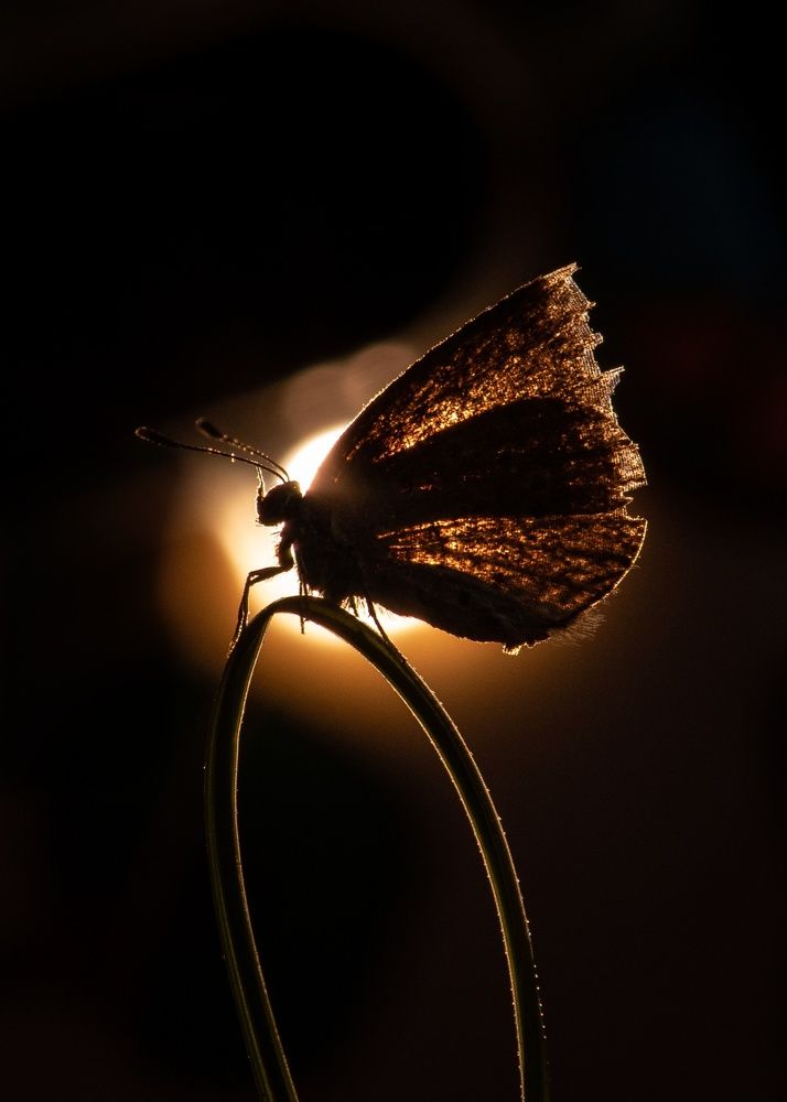 Photograph by Tanya Narayan