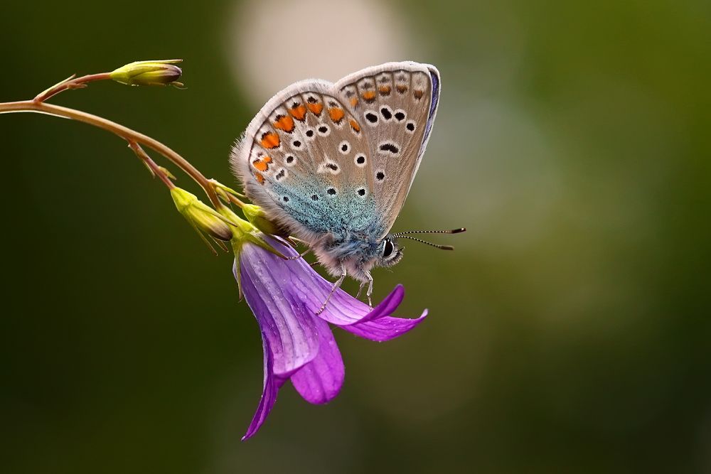 Голубянка .