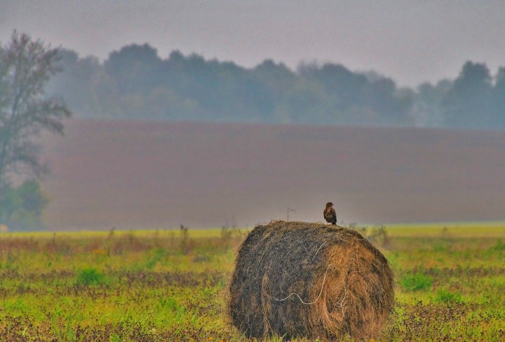 Photograph by Алексей Сиваков