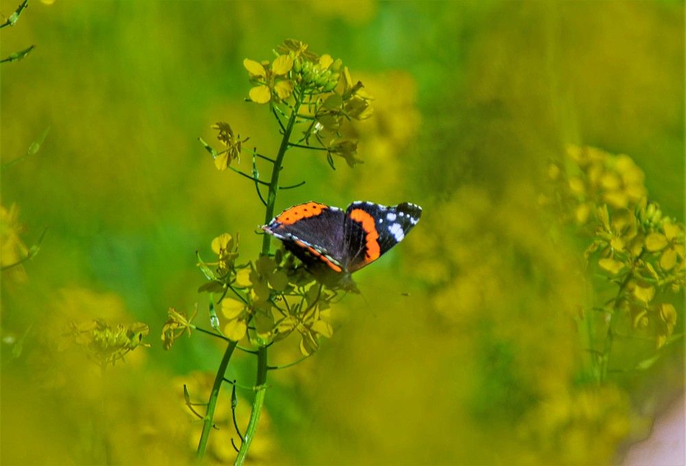 Photograph by Алексей Сиваков