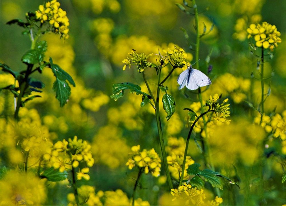 Photograph by Алексей Сиваков