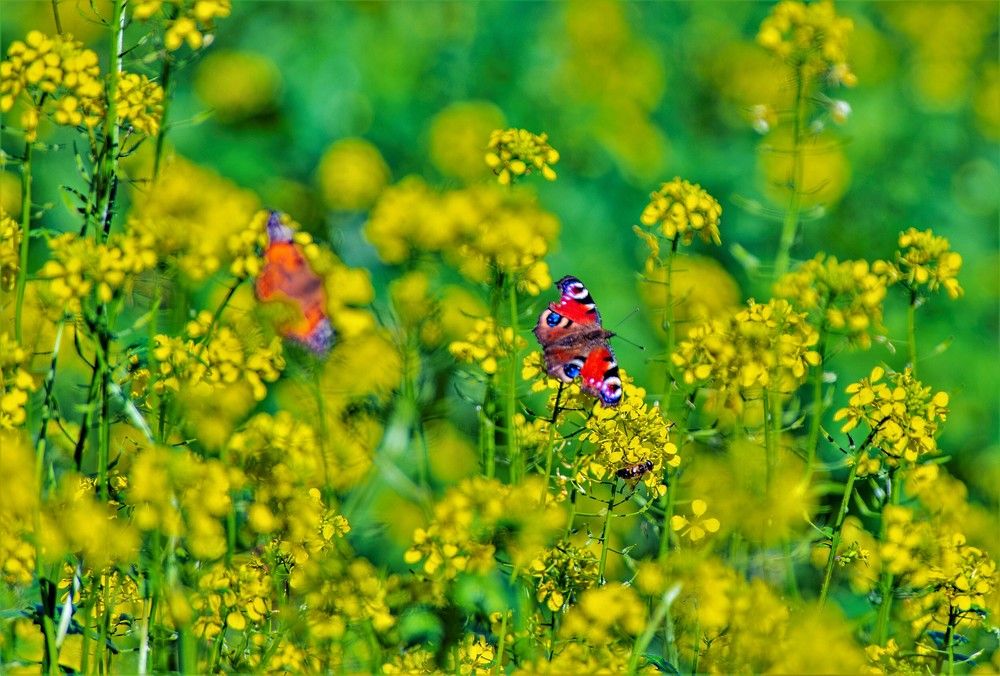 Photograph by Алексей Сиваков