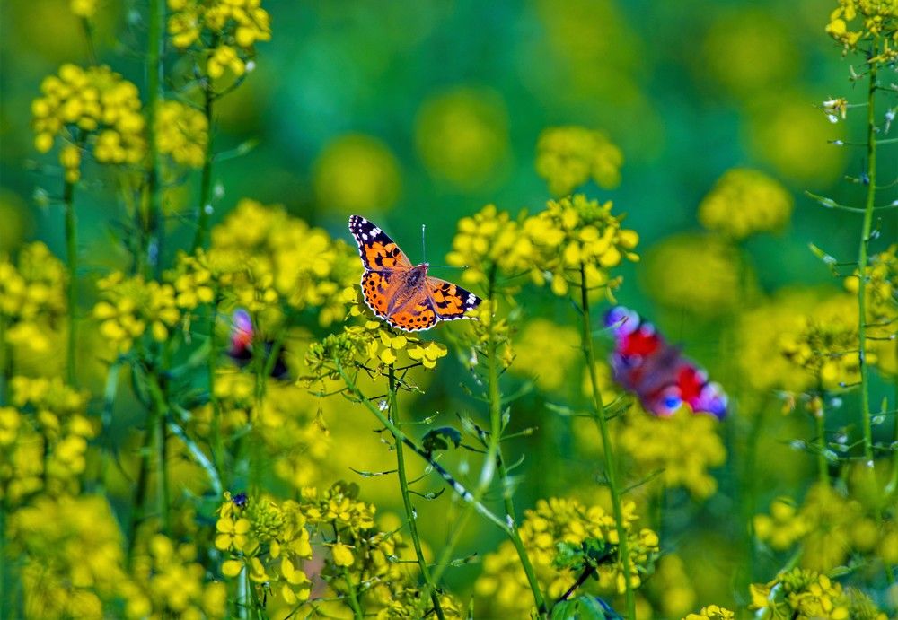 Photograph by Алексей Сиваков