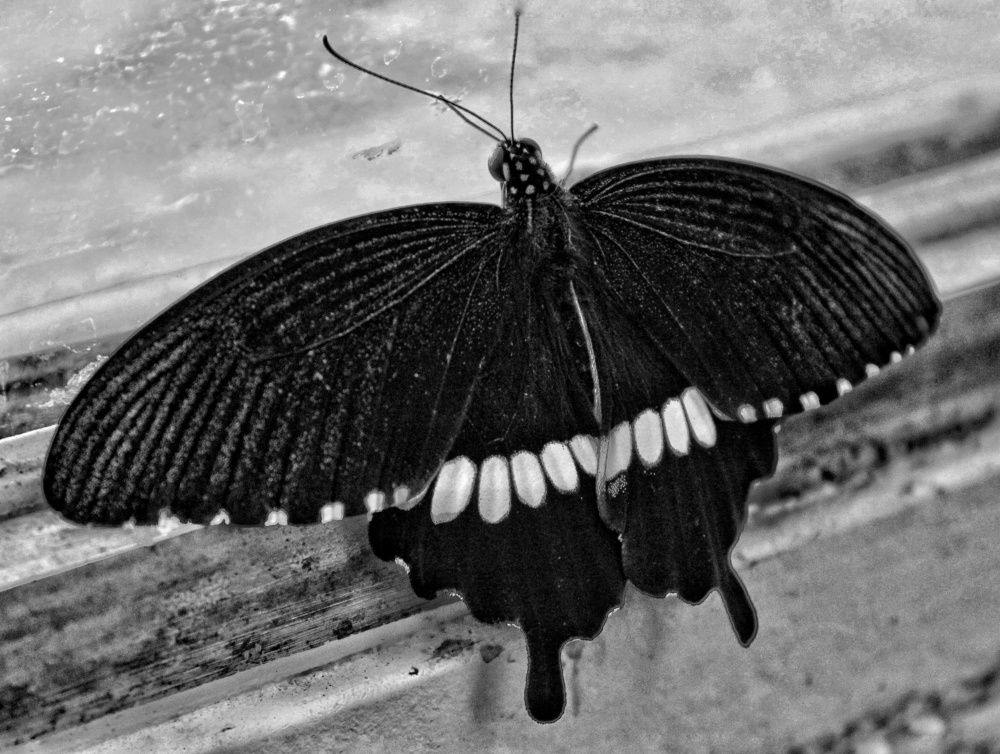 Photograph by Марина Регенспергер