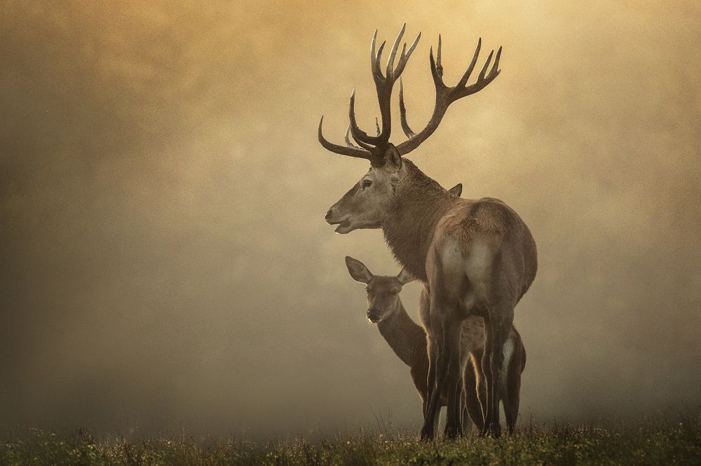 Red deer in the fog