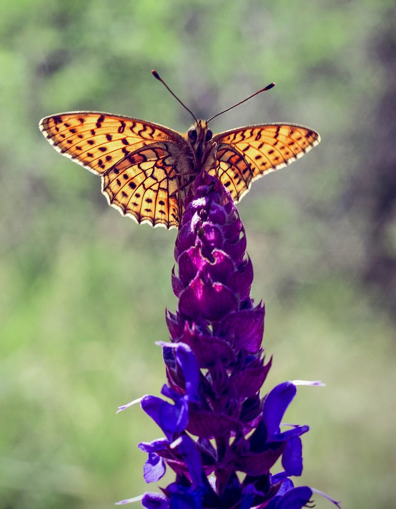 Photograph by Валерий Рябцев