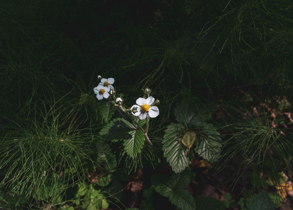 Photograph by Иван Даниилович