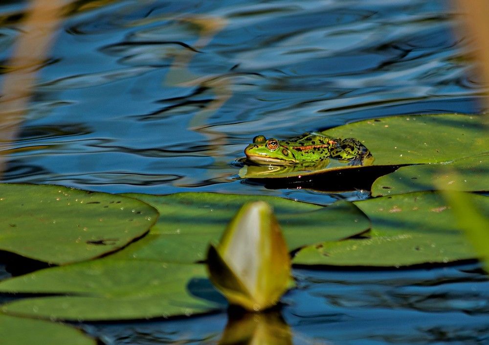 Photograph by Алексей Сиваков