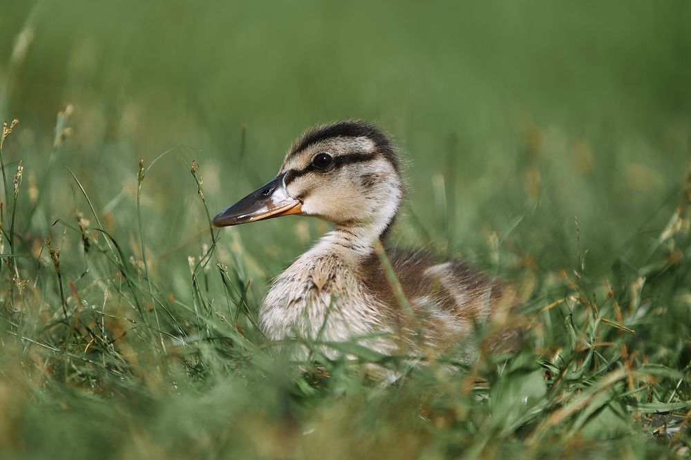 Photograph by Татьяна Леонтьева