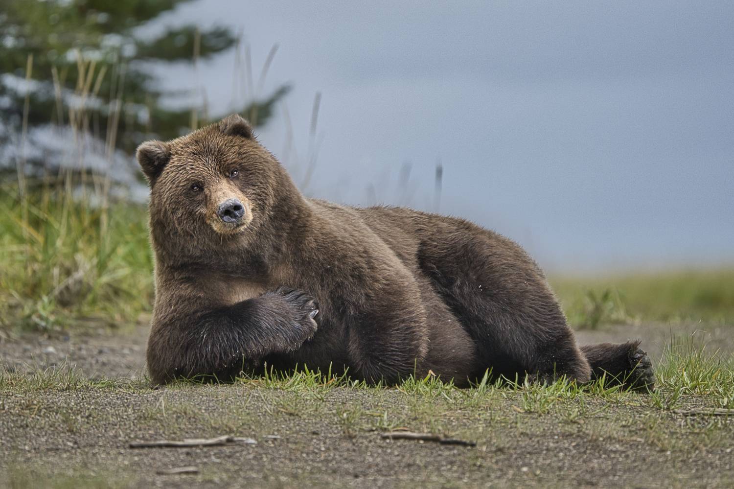 Who me? Of course I will take the salmon