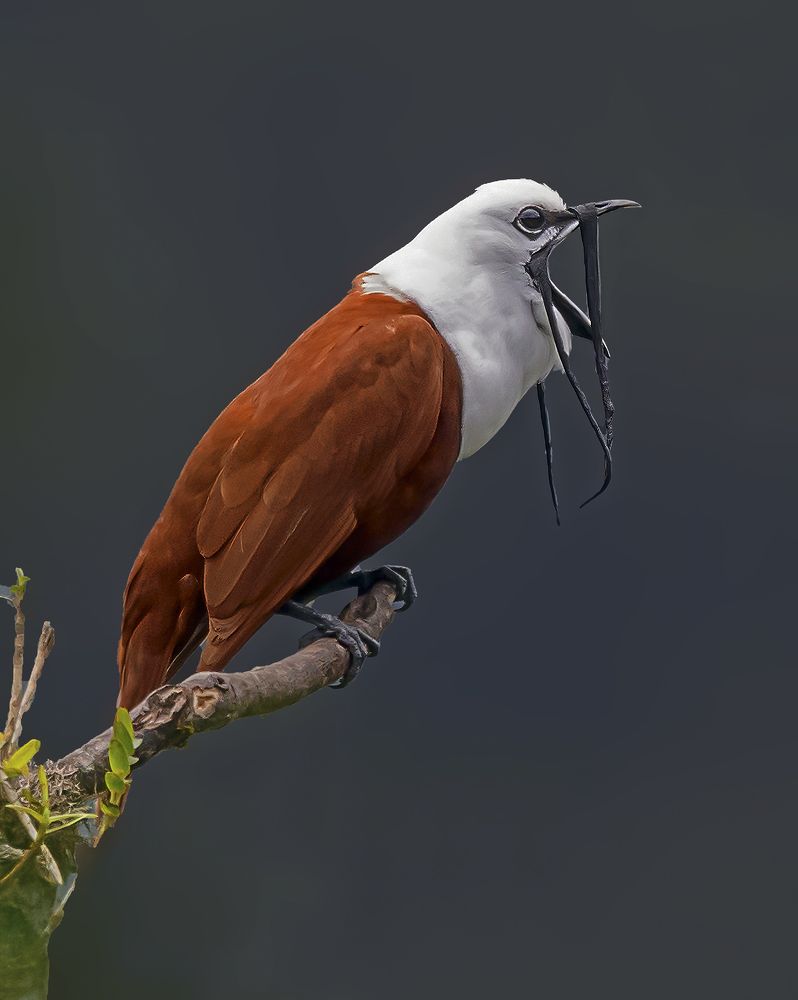 Photograph by Nitin Mehendale