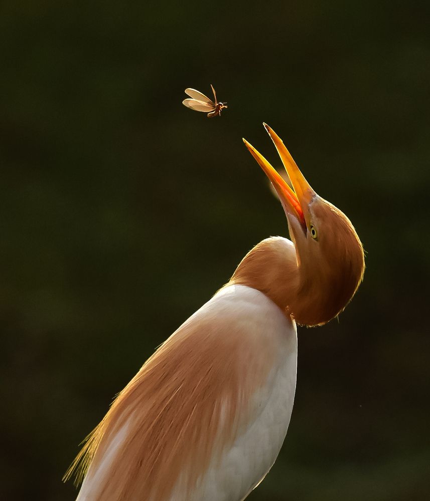 Photograph by Shwetaparna Sahu