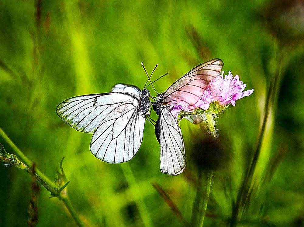 Photograph by Юлия Калугина