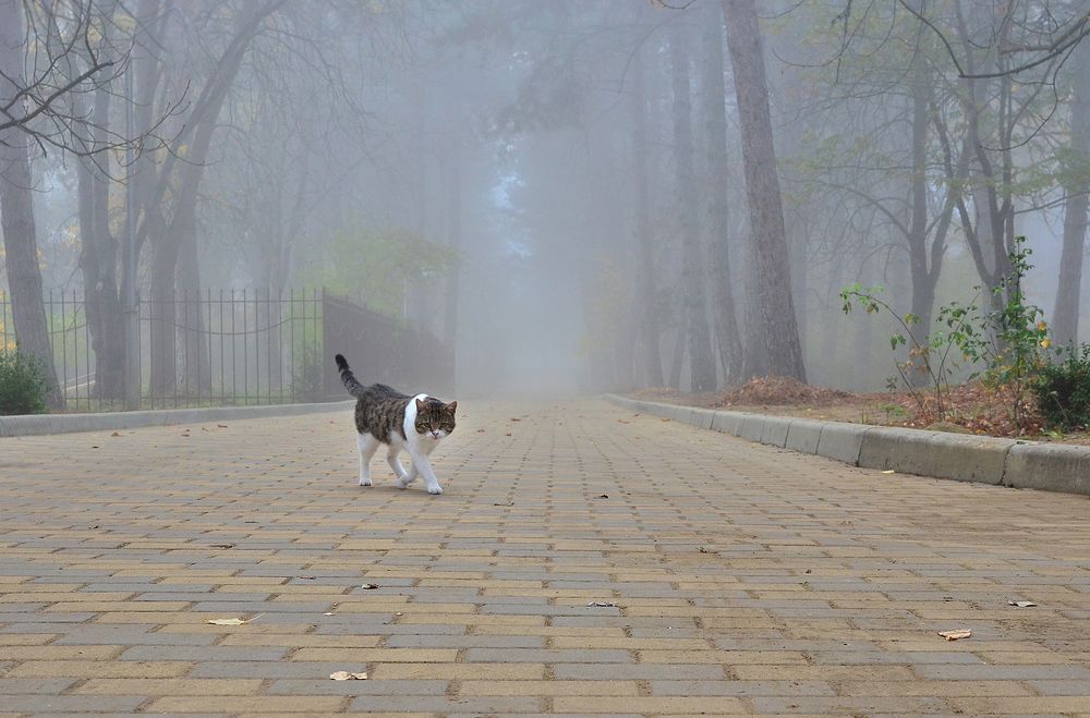 Фотография автора Алла Кожевникова