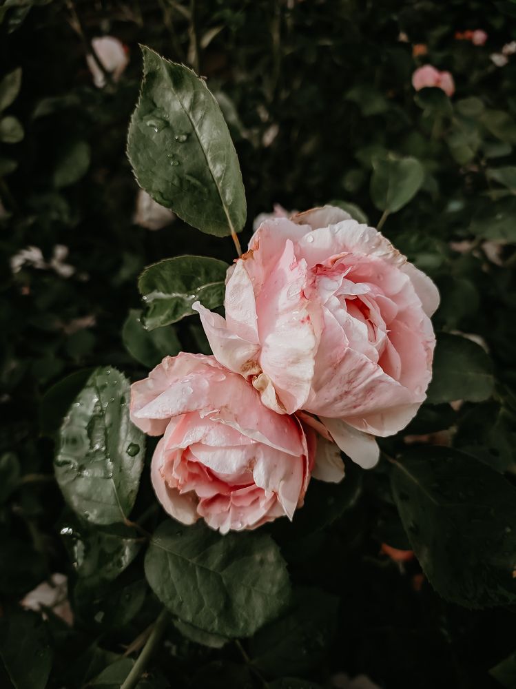 Photograph by Юлия Гашева